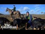 Guardian journalist chased by bloodhounds in fox hunting alternative