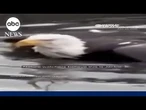 Rescued bald eagle believed to be Jackie of California's Big Bear Valley
