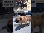 Animal shelter receiving pets after owners deported