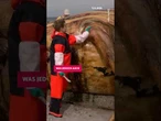 Woran starb Timmy? Ergebnis der Wal-Obduktion #timmy #hope #buckelwal #wal #obduktion #nachrichten