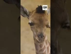 Filhote de girafa ameaçada de extinção nasce em zoológico na Bélgica