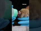 WATCH: Newborn red panda cub gets bottle-fed at California zoo