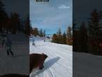 Moment skier narrowly misses bear on the slopes of Lake Tahoe, California