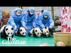 Twenty-five newborn baby pandas make first public appearance for Chinese lunar new year