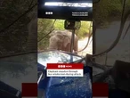 Elephant smashes bus windscreen during attack. #BBCNews