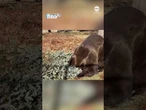 Bear sticks head into pine tree for a nice scratch