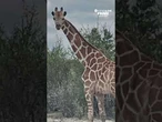 Gracie the Giraffe, who went missing for about two weeks in Texas was finally found Friday