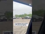 Large flightless bird spotted on Pennsylvania highway