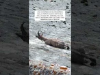 Uno stambecco si arrampica su una parete quasi in verticale in Alta Valle Antrona