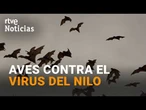 ANDALUCÍA utiliza MURCIÉLAGOS y AVES para COMBATIR el VIRUS del NILO | RTVE Noticias