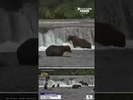 Live camera captures bears feeding along Brooks Falls