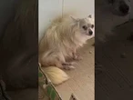 Rescatan a 300 animales de un criadero de Málaga