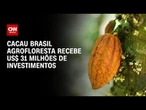 Cacau Brasil Agrofloresta recebe US$ 31 milhões de investimentos | CNN AGRO NEWS