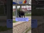 Un elefante dal benzinaio: l'incontro ad Altamura