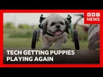 Specially designed wheels getting puppies playing again | BBC News