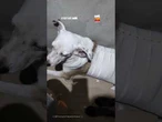 Cachorrinha fica presa em parede após se assustar com fogos de artifício durante jogo do Brasil