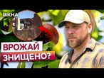 ТЕРМІНОВО! ФЕРМЕРИ бʼють ТРИВОГУ! Заморозки та обстріли ЗНИЩИЛИ врожай ФРУКТІВ! Ось що буде далі!