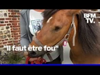 Des chevaux retrouvés mutilés en Normandie après une nouvelle série d'attaques