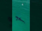 Video shows great white shark stalking swimmers