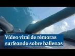 Sorprendente vídeo viral de un grupo de rémoras surfeando sobre una ballena