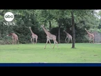 More than 227,000 sign petition opposing data center next to zoo in Nashville