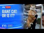 Fake news or fact: Is this giant cat real?