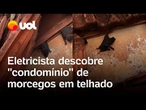 Eletricista descobre 'condomínio' de morcegos escondidos em telhado no Paraná; veja vídeo
