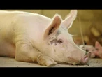 AGRO INFO | 01.07.2025 | TV Republika