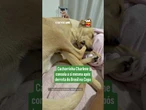 Cachorrinha Charlene consola a si mesma após derrota do Brasil na Copa