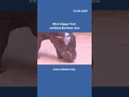 Mini-Hippo und Internetstar "Toni" zieht in den Zoo Mulhouse. #Minihippo #hippo #zoo #tiervideo