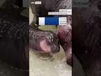 Pygmy hippo has first swim with mum