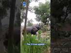 Rhino attacks motorcycle rider and chases him away in Nepal