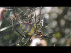Spider with 4-inch legs and 10-foot webs growing in population