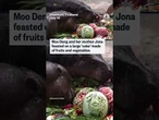 World's favorite pygmy hippo Moo Deng turns 2