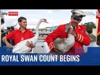 Annual count of King's swans begins