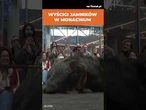 Wyścigi Jamników w Monachium! Kto wygrał?  | #SHORTS