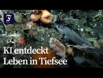 KI hilft bei Suche unbekannter Arten