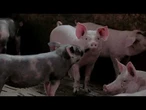 AGRO INFO | 03.10.2025 | TV Republika