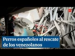 Héroes de cuatro patas: así arriesgan su vida los perros españoles de rescate en Venezuela