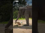 What do a duck, elephant, and poodle have in common?