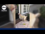Dynamic dog's daily visits to neighbors 'never gets old'