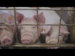 AGRO INFO | 22.09.2025 | TV Republika