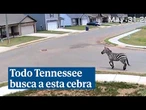 Una cebra campa a sus anchas ante el asombro de los vecinos