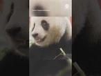 Vienna Zoo welcomes new pandas