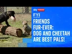 Cheetah cub becomes best friends with a puppy