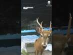 Woman uses security camera to shoo away buck from front door