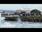 Pod of killer whales amaze Seattle onlookers with rarely seen bird hunt