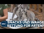 LONDON: Artenschutz im Fokus – Warum im Londoner Zoo jetzt Tiere auf die Waage müssen!