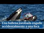 Una ballena jorobada engulle accidentalmente a una foca en EEUU