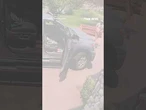 WATCH: Colorado man opens truck door and comes face-to-face with a bear #shorts